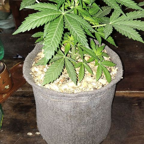Big-Auto- #1 growlog timeline photo