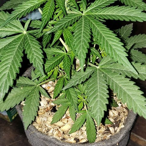 Big-Auto- #1 growlog timeline photo