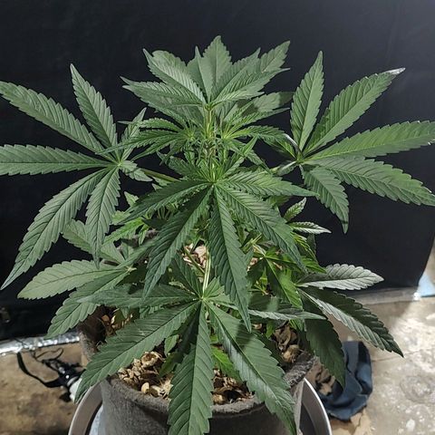 Big-Auto- #2 growlog timeline photo