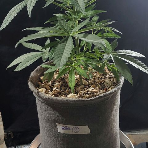 Big-Auto- #2 growlog timeline photo