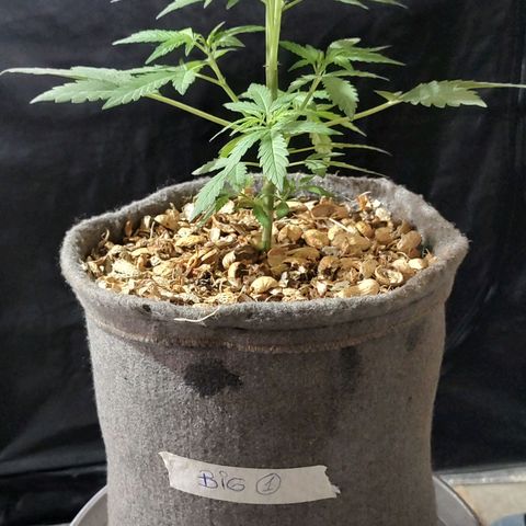 Big-Auto- #1 growlog timeline photo