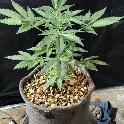 Big-Auto- #1 growlog timeline photo