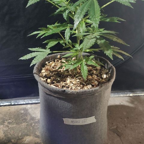 Big-Auto- #1 growlog timeline photo