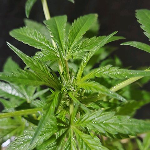Big-Auto- #1 growlog timeline photo