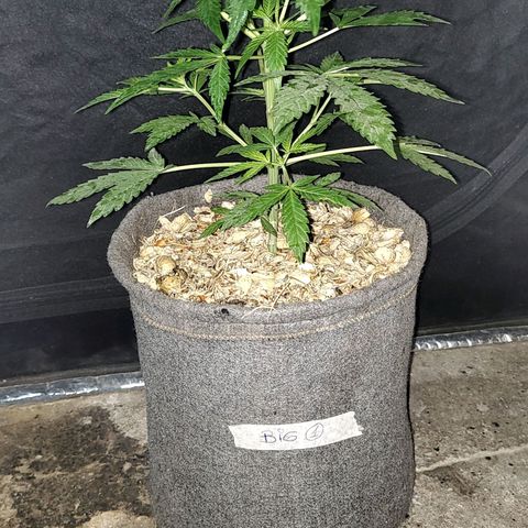 Big-Auto- #1 growlog timeline photo