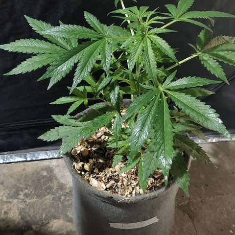 Big-Auto- #1 growlog timeline photo