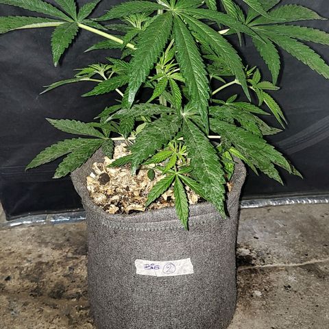 Big-Auto- #2 growlog timeline photo