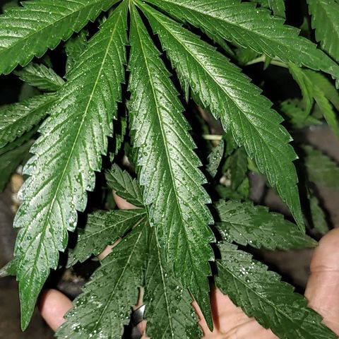 Big-Auto- #2 growlog timeline photo
