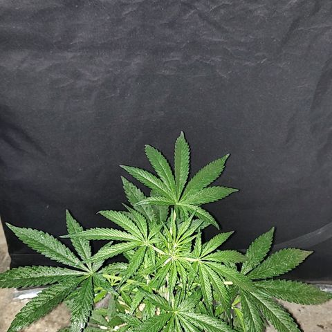 Big-Auto- #2 growlog timeline photo