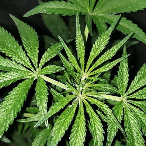 Big-Auto- #2 growlog timeline photo