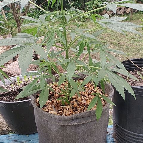 Big-Auto- #1 growlog timeline photo