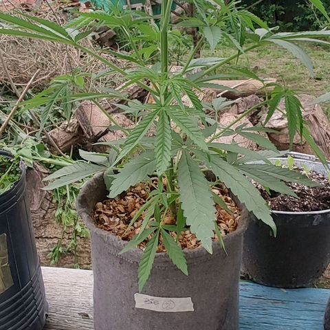 Big-Auto- #2 growlog timeline photo