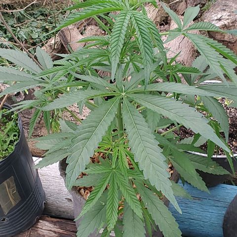Big-Auto- #2 growlog timeline photo