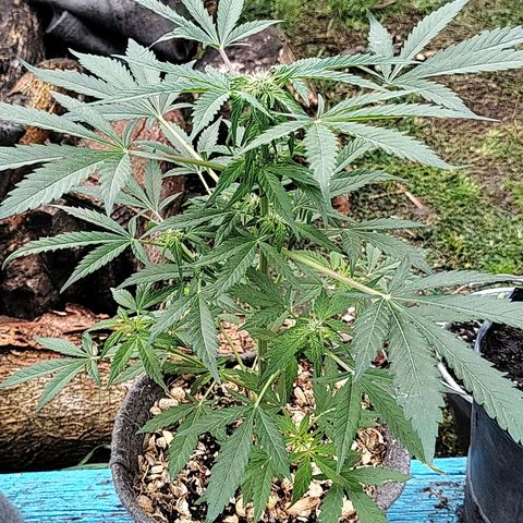 Big-Auto- #1 growlog timeline photo