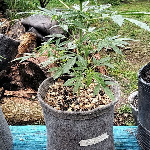 Big-Auto- #1 growlog timeline photo