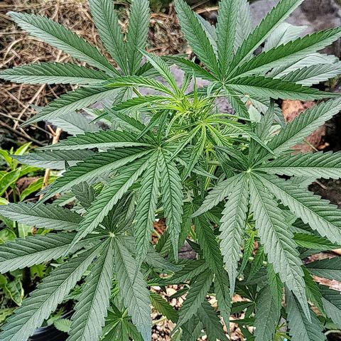 Big-Auto- #2 growlog timeline photo
