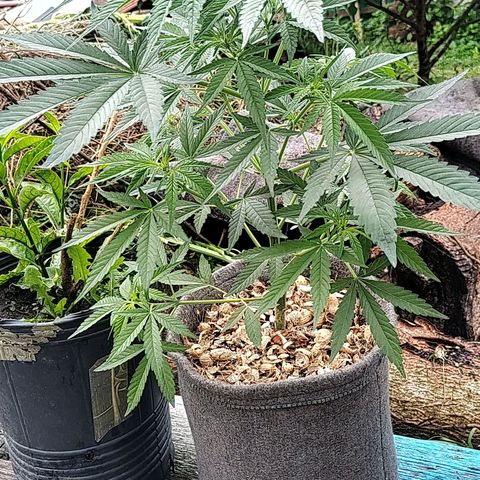 Big-Auto- #2 growlog timeline photo