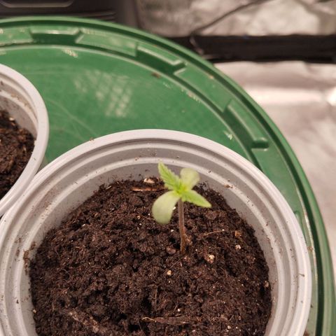 Blueberry Bubba #2 growlog timeline photo