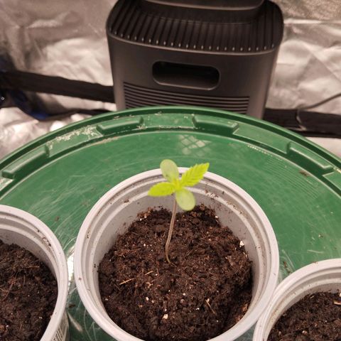 Blueberry Bubba#1 growlog timeline photo