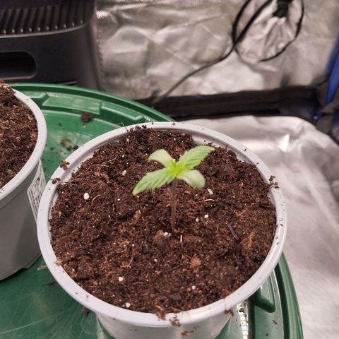 Blueberry Bubba #2 growlog timeline photo