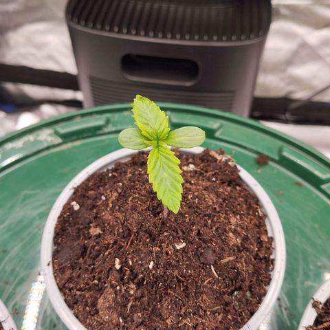 Blueberry Bubba#1 growlog timeline photo