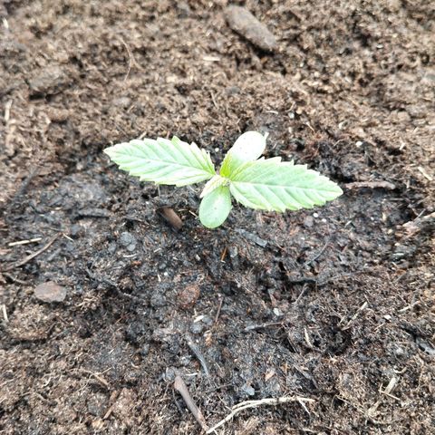 Blueberry Bubba #2 growlog timeline photo