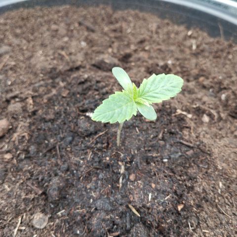 Blueberry Bubba#1 growlog timeline photo