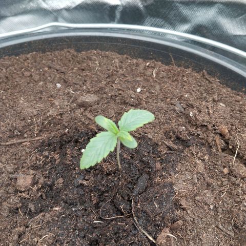 Blueberry Bubba#1 growlog timeline photo