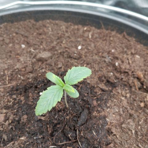 Blueberry Bubba #2 growlog timeline photo