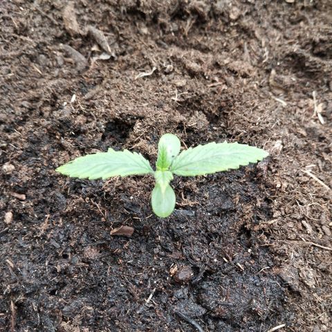 Blueberry Bubba#1 growlog timeline photo