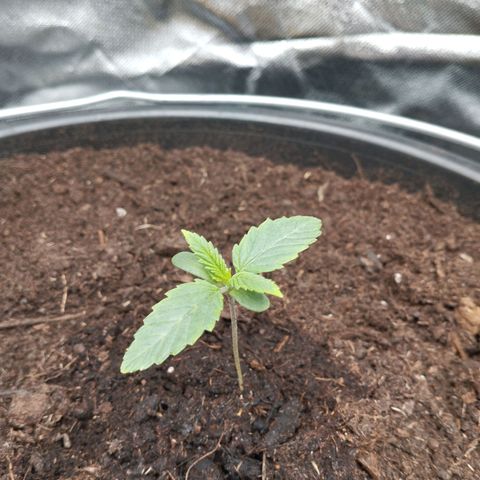 Blueberry Bubba #2 growlog timeline photo