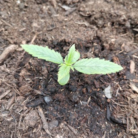 Blueberry Bubba#1 growlog timeline photo