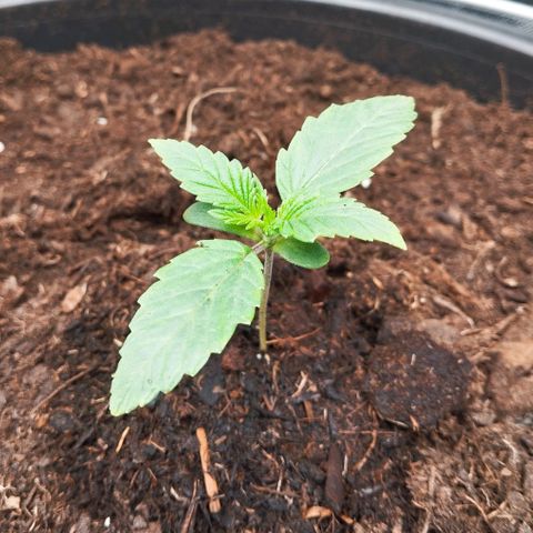 Blueberry Bubba #2 growlog timeline photo