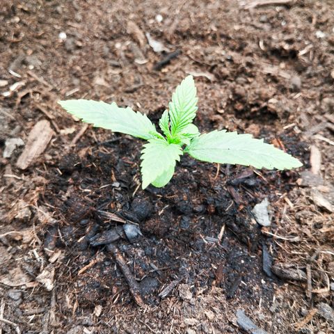 Blueberry Bubba#1 growlog timeline photo