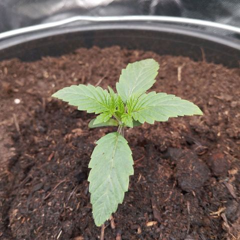 Blueberry Bubba #2 growlog timeline photo