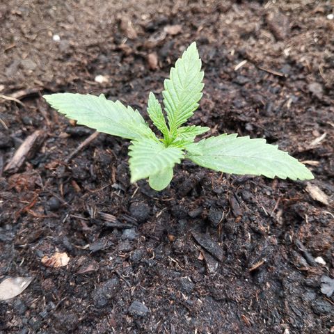 Blueberry Bubba#1 growlog timeline photo