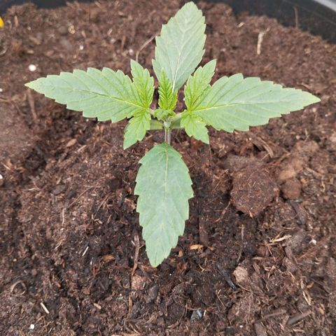 Blueberry Bubba #2 growlog timeline photo