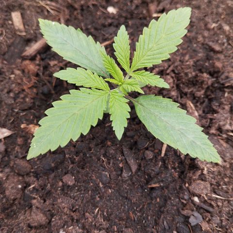 Blueberry Bubba#1 growlog timeline photo