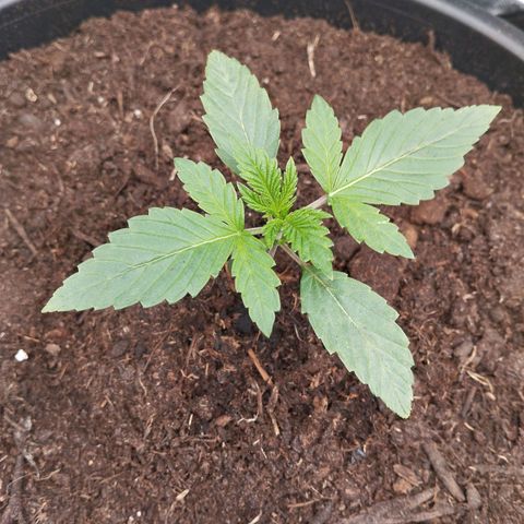 Blueberry Bubba #2 growlog timeline photo