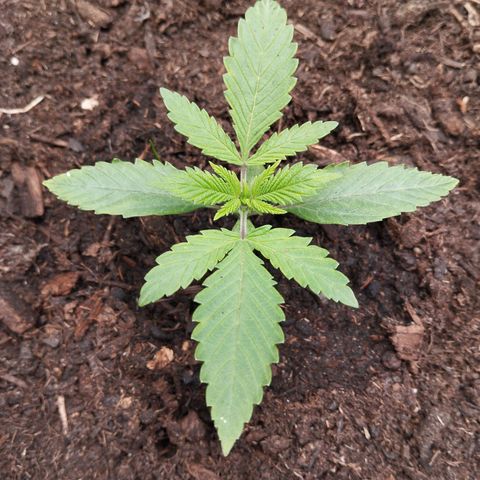 Blueberry Bubba#1 growlog timeline photo