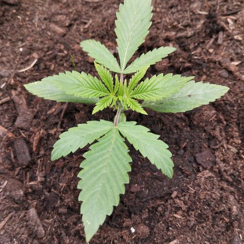 Blueberry Bubba#1 growlog timeline photo