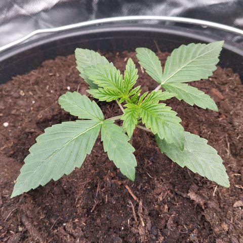 Blueberry Bubba #2 growlog timeline photo