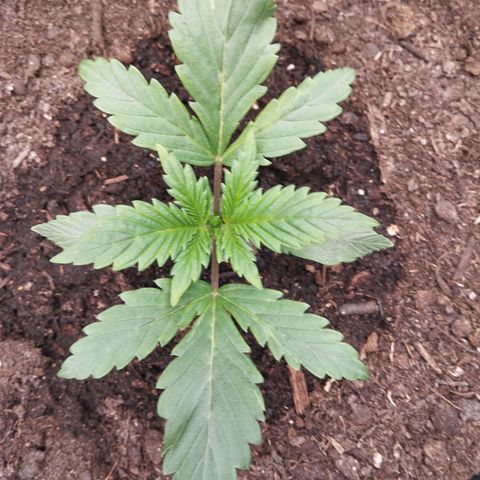 Blueberry Bubba#1 growlog timeline photo