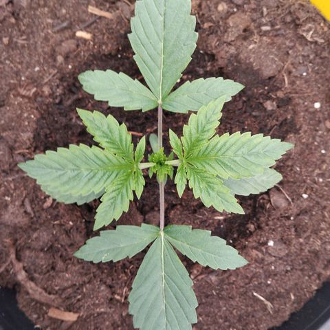 Blueberry Bubba #2 growlog timeline photo