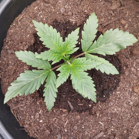 Blueberry Bubba#1 growlog timeline photo