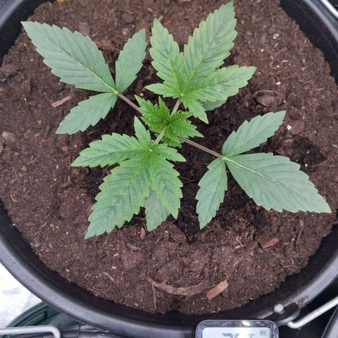 Blueberry Bubba #2 growlog timeline photo