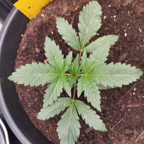 Blueberry Bubba#1 growlog timeline photo