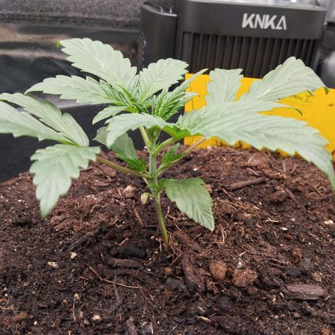 Blueberry Bubba#1 growlog timeline photo