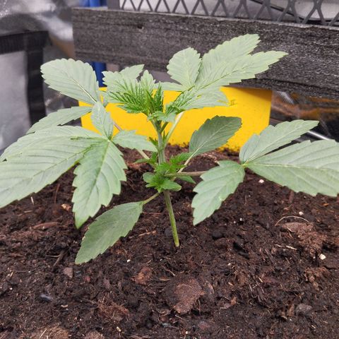 Blueberry Bubba #2 growlog timeline photo