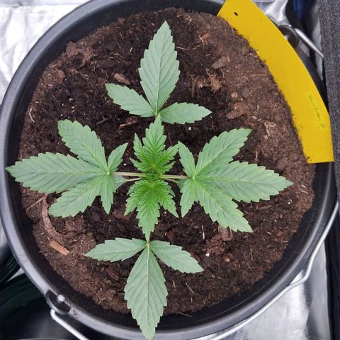 Blueberry Bubba #2 growlog timeline photo